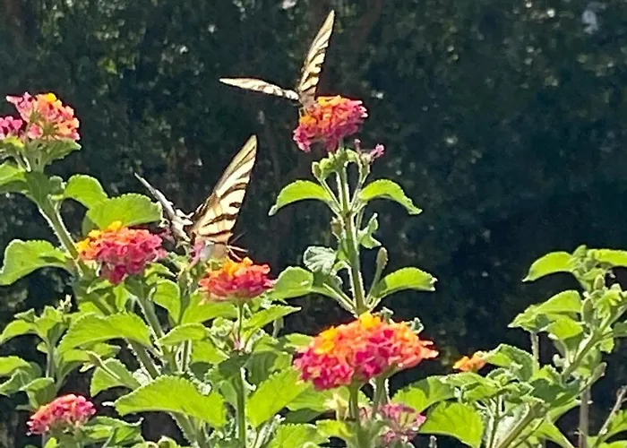 Visitar Bioucas I Apartment Souto (Santarem)